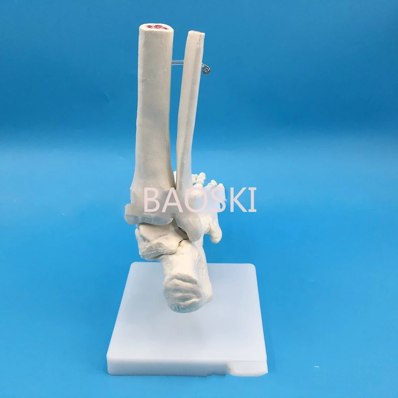 

1:1 Foot Joint Model Foot Skeleton Model Medical Studies Foot Bones Skeletal Model Foot Anatomy Clinic Show Teaching Model