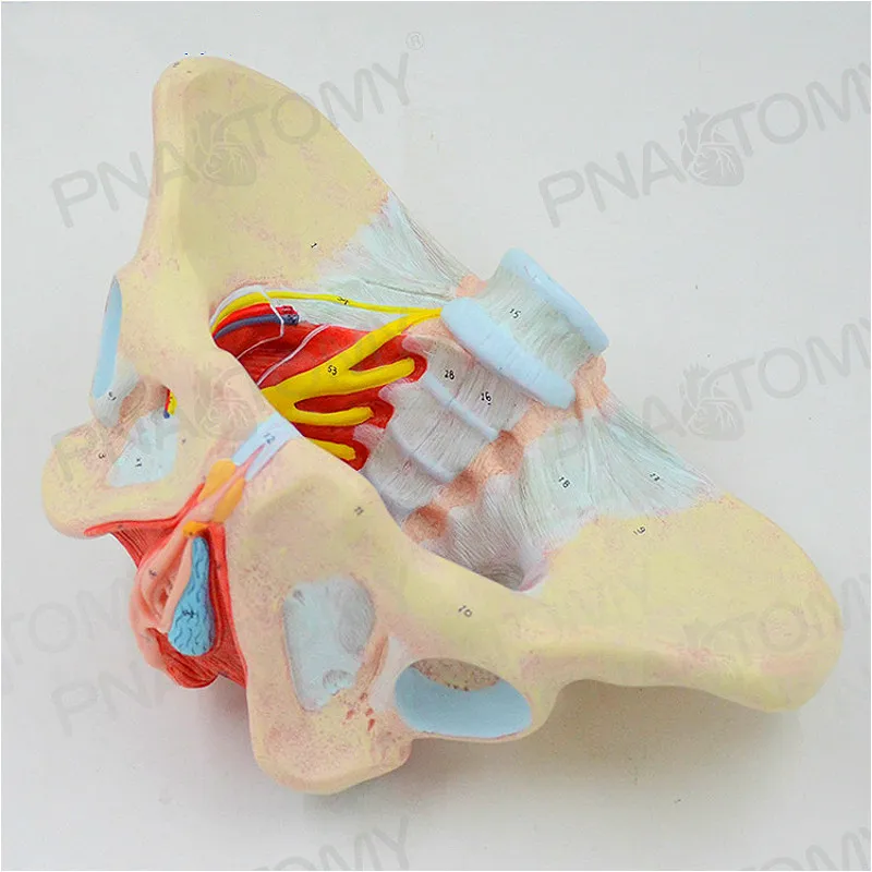 

1:1 Female pelvic floor muscle and nerve model pelvic floor muscle nerve perineal ligament neuromuscular model