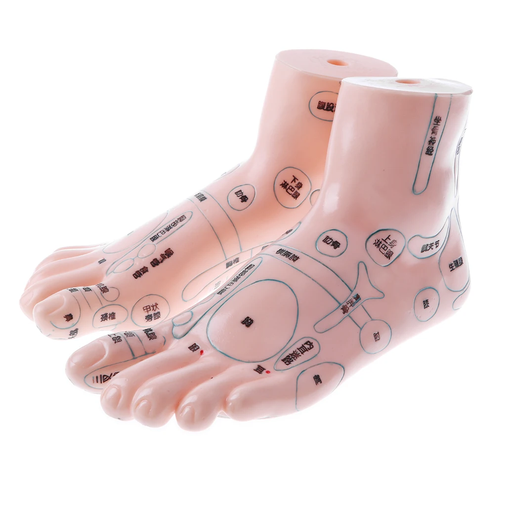 Pies de acupuntura, modelo de puntos de acupuntura, ayuda para ense&ntilde;anza, 1 par de 19 Cm-1