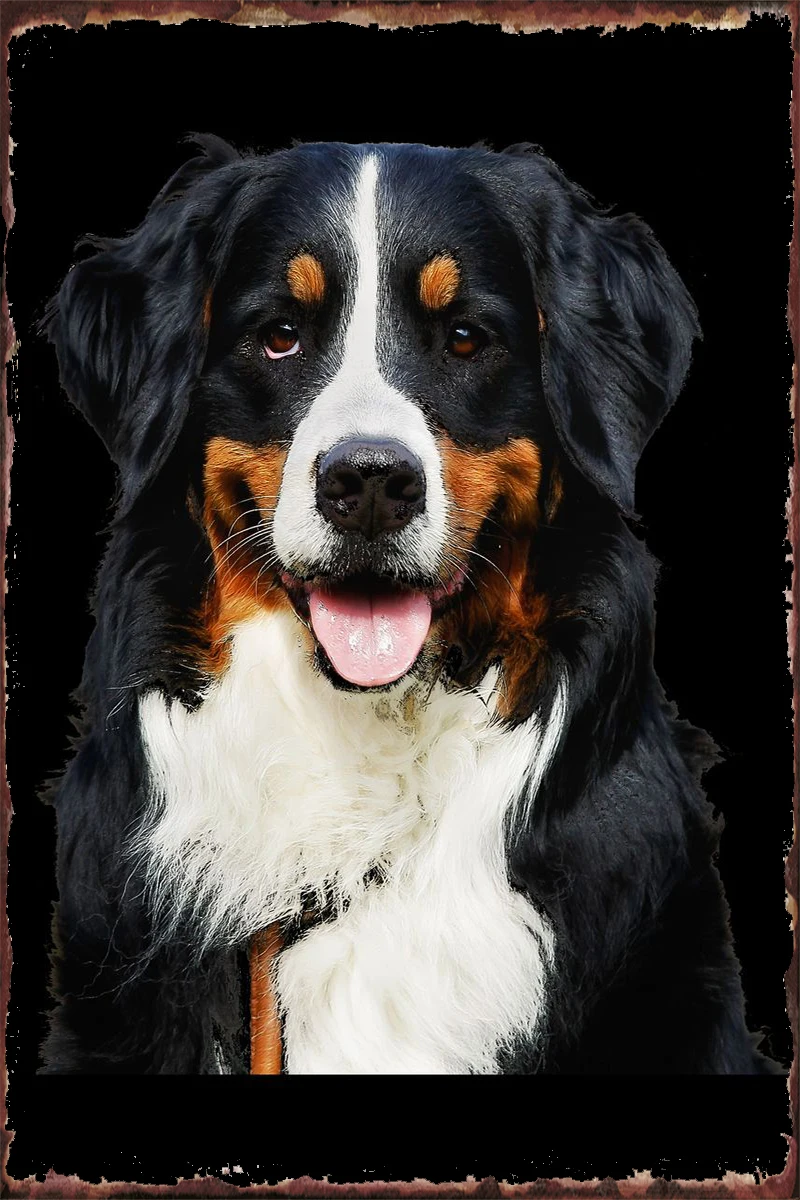 

Жестяные тарелки в виде Бернского горного собаки, украшение для комнаты, Ретро винтажный металлический знак, жестяной знак для творчества, ...