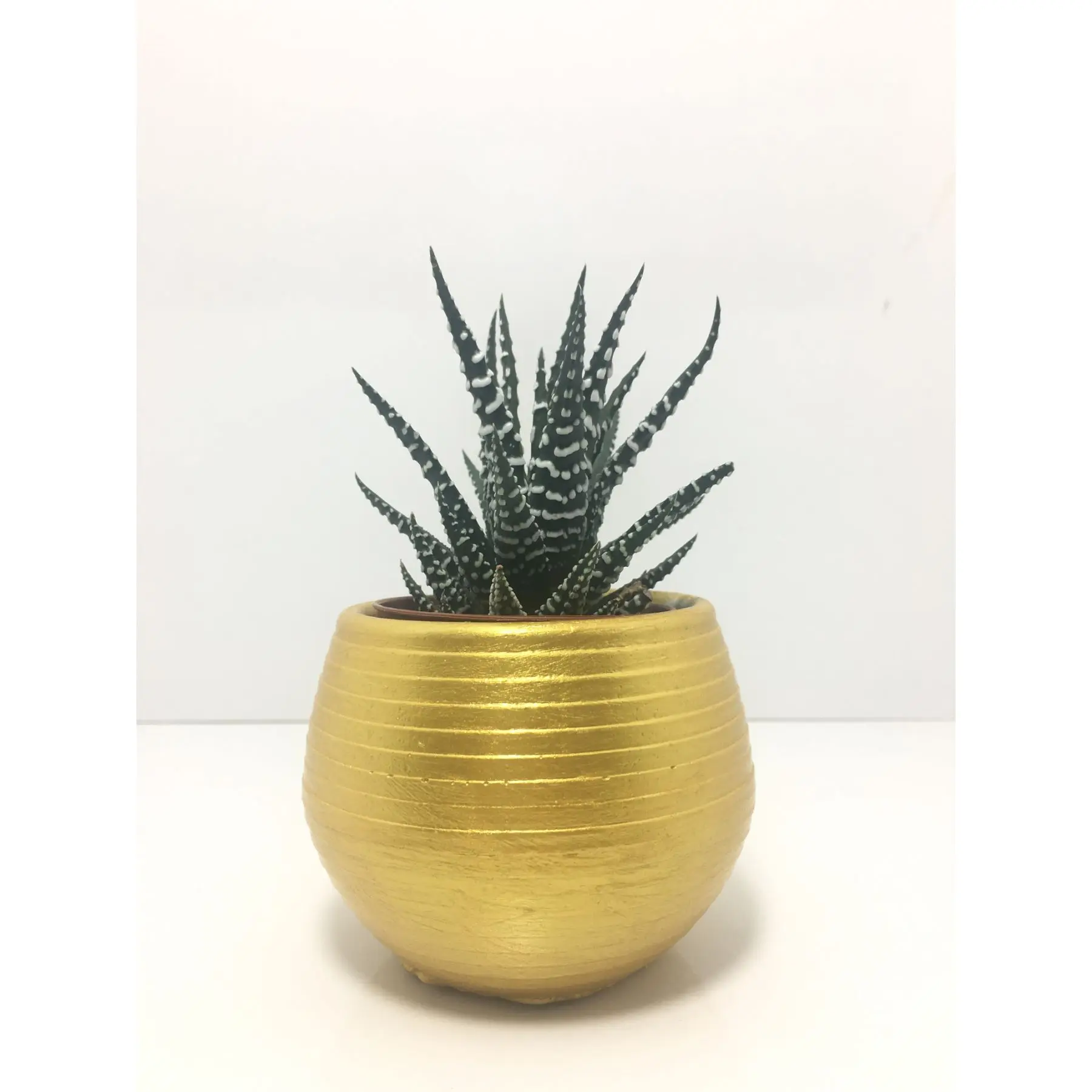 

Striped Concrete Pot and Live Sukulent - YE1606