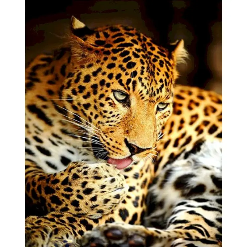 

SELILALI DIY Oil Paint By Numbers Handpainted Leopard Animal Paint Framed On Canvas Acrylic Drawing Picture Home Bedroom Art