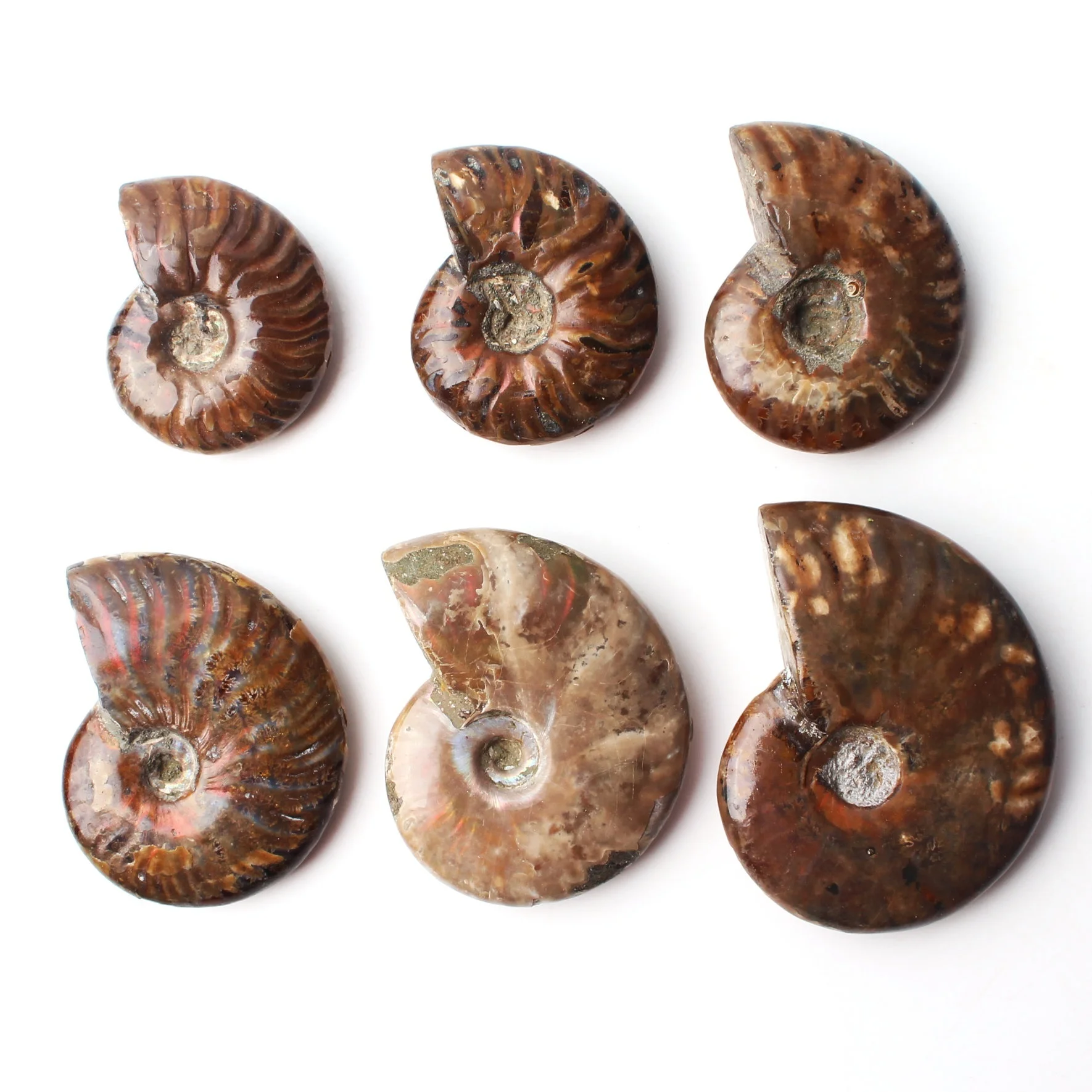 1PC Immemorial Spiral Natural Ammonite Fossil Pure Conch Rough Stone Handicraft Played on Palms Healing | Дом и сад