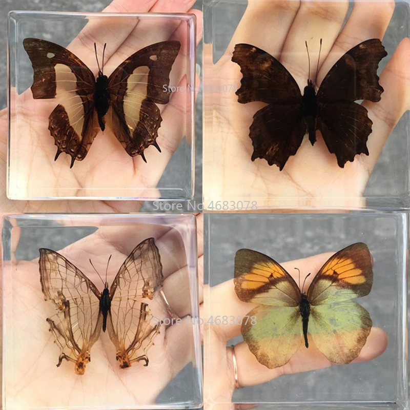 

1 шт., образец насекомых-бабочек, данаус, Genutia, прозрачная смола, учебный инструмент для изучения, школьные принадлежности, 75x75x20mm