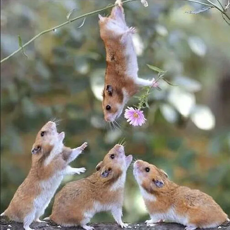 

Алмазная вышивка "Хомяк", полностью Квадратный бриллиант, 5D год, для домашнего декора, стразы