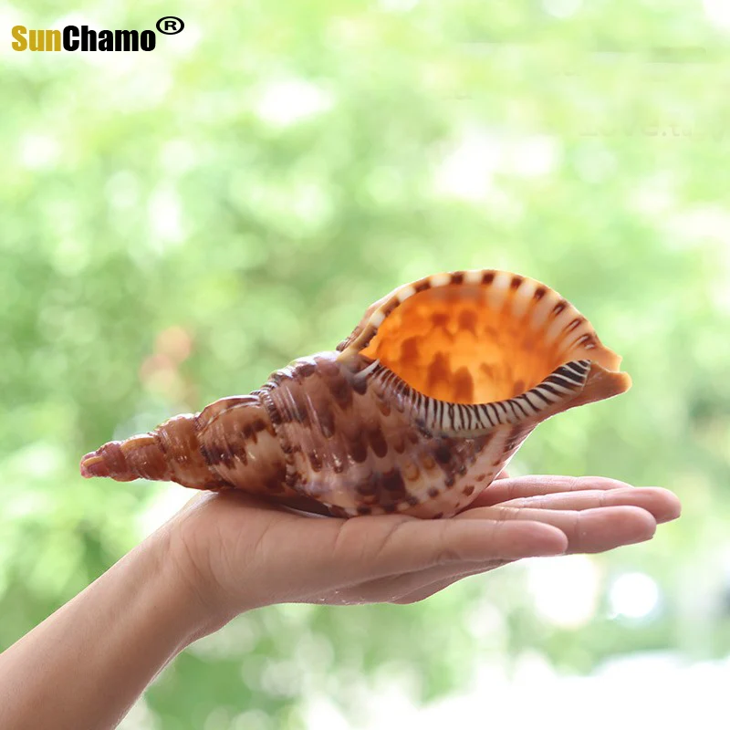Натуральный раковина искусственные образцы в средиземноморском стиле морские