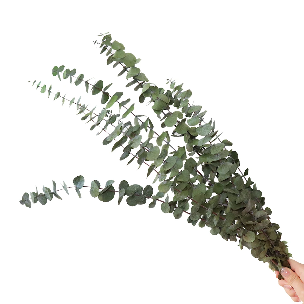 Фотообои для свадебного украшения вечные растения листья эвкалипта монет вечный