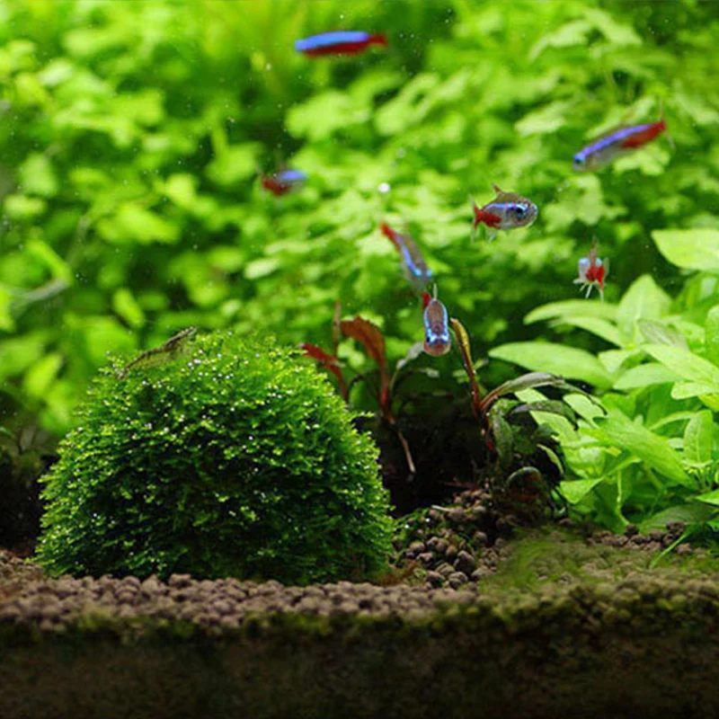 HOT Aquatic Pet Supplies Decorations Aquarium Marimo Moss Ball Live Plants Filter For Java Shrimps Fish Tank Hot Products | Дом и сад