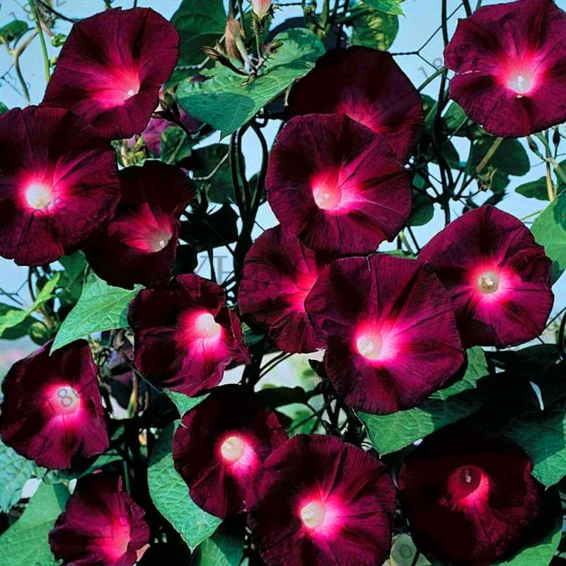 Новинка! 50 шт./пакет висит Петуния смешанные floresling, семена редкой петунии, карликовые деревья “утреннее сияние” растения, завод солнечной энергии для домашнего авангард