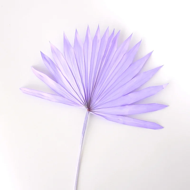 Натуральный сушеный цветок кошачий хвост веер растения в скандинавском стиле