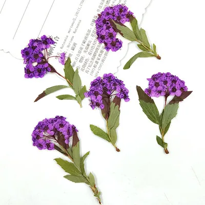 12 шт. натуральные прессованные мини нарциссы с ветками Вечные лепестки DIY