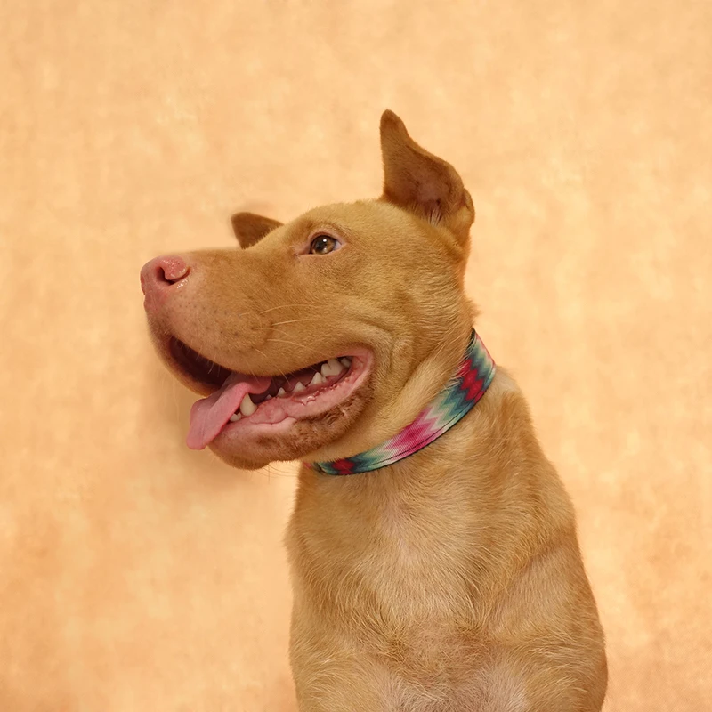 MUTTCO Выгравированный собачий ошейник розничная продажа классный самостоятельный