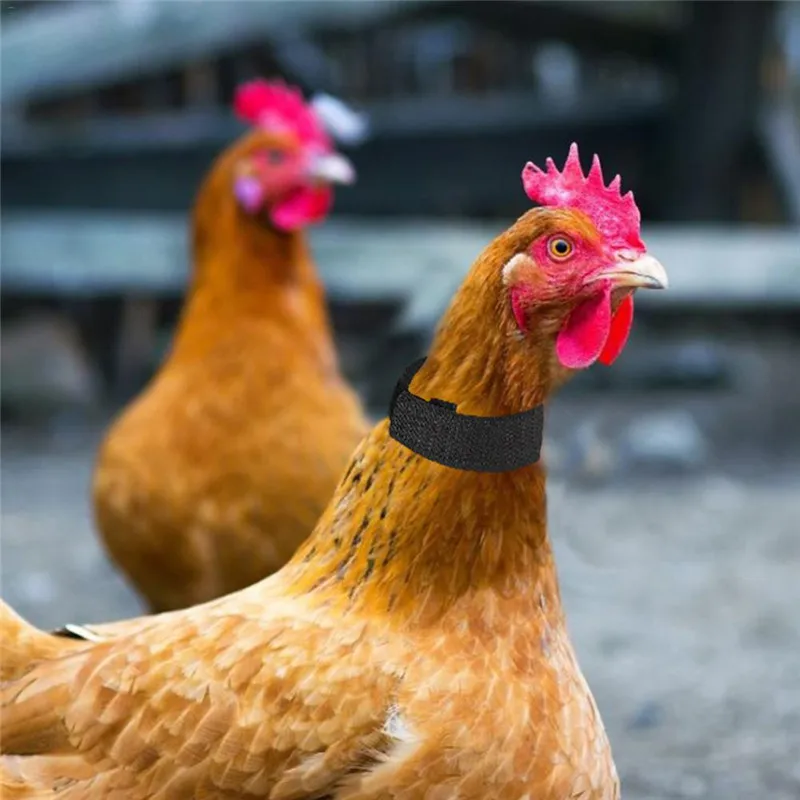 Geen Crow Haan Kraag Kip Noise Gratis Anti-hook Rooster Collar Without Hook Knot Neckband Supplies | Дом и сад