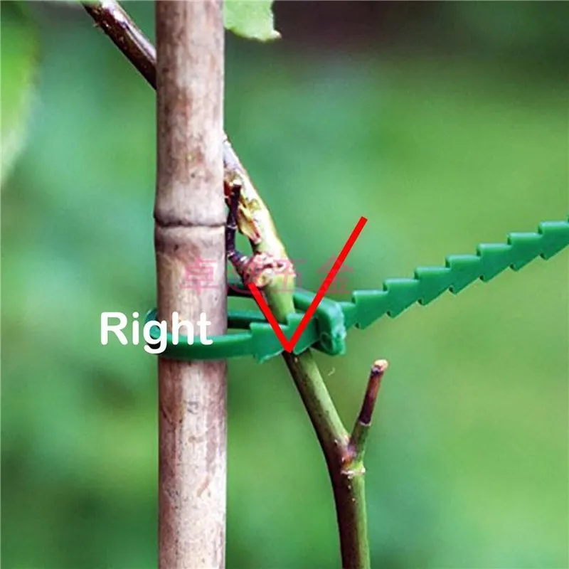 50 шт.! Зажимы для растительных галстуков фиксированные зажимы садовых растений