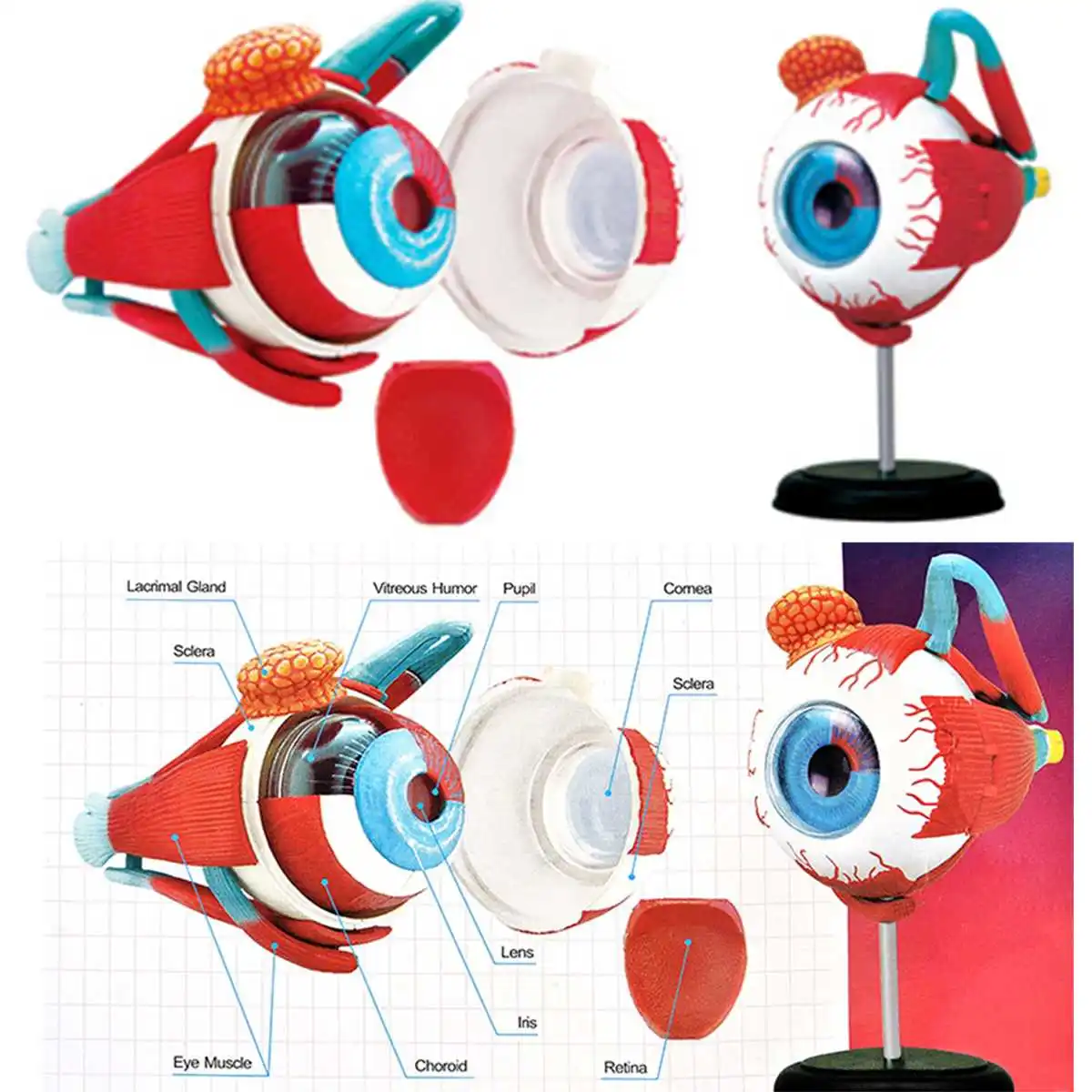 4D анатомическая модель человеческих глаз анатомия медицинская научная глазного