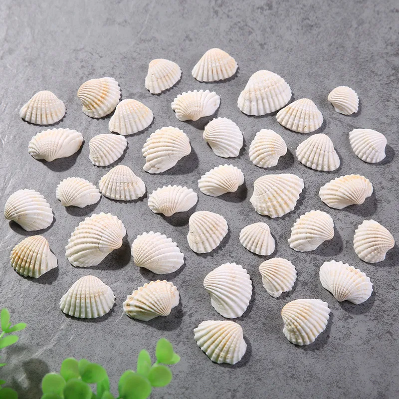 10 шт./лот Средиземноморский Sea Shell Белый кокосовое океана гребешок натуральными