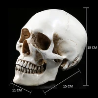 12 pcs lifesize 11 human skull model replica resin medical anatomical tracing medical teaching skeleton halloween decor statue