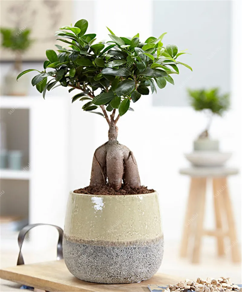 100 шт Искусственный баньян| |