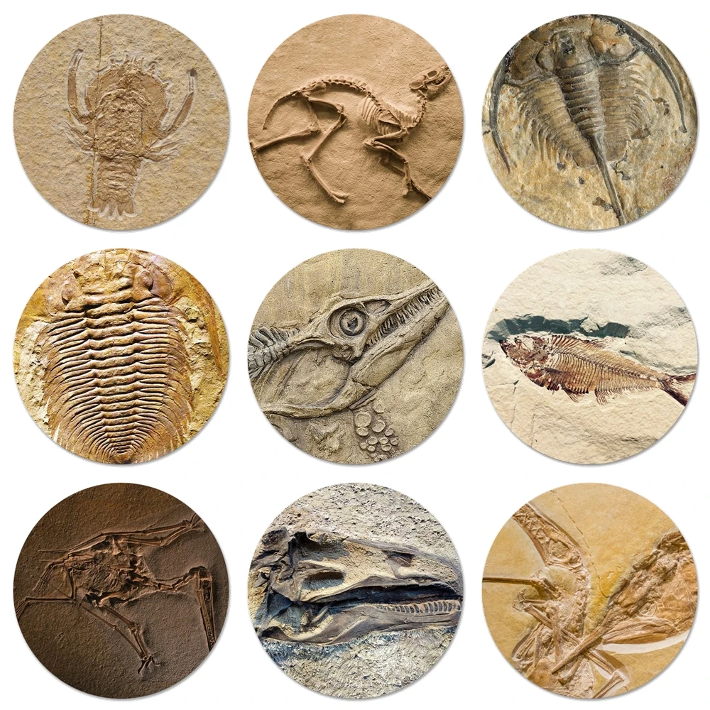 Biological Fossils Plant Dinosaur Fish Tortoise Badge Brooch Pin Accessories For Clothes Backpack Decoration gift 58mm