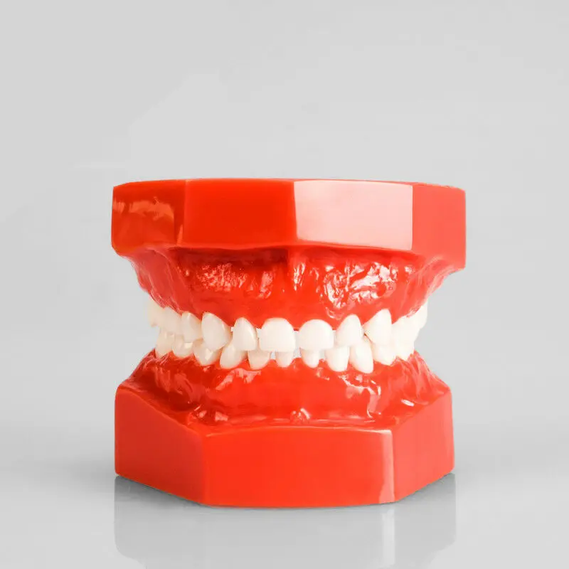 

Dental Study Model Children Kids Primary Teeth Student Demonstrate 20Pcs Teeth