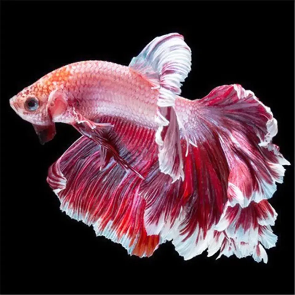 

home full square round diamond 5D DIY diamond painting cartoon animal "goldfish" embroidery cross stitch 3D home decoration gift