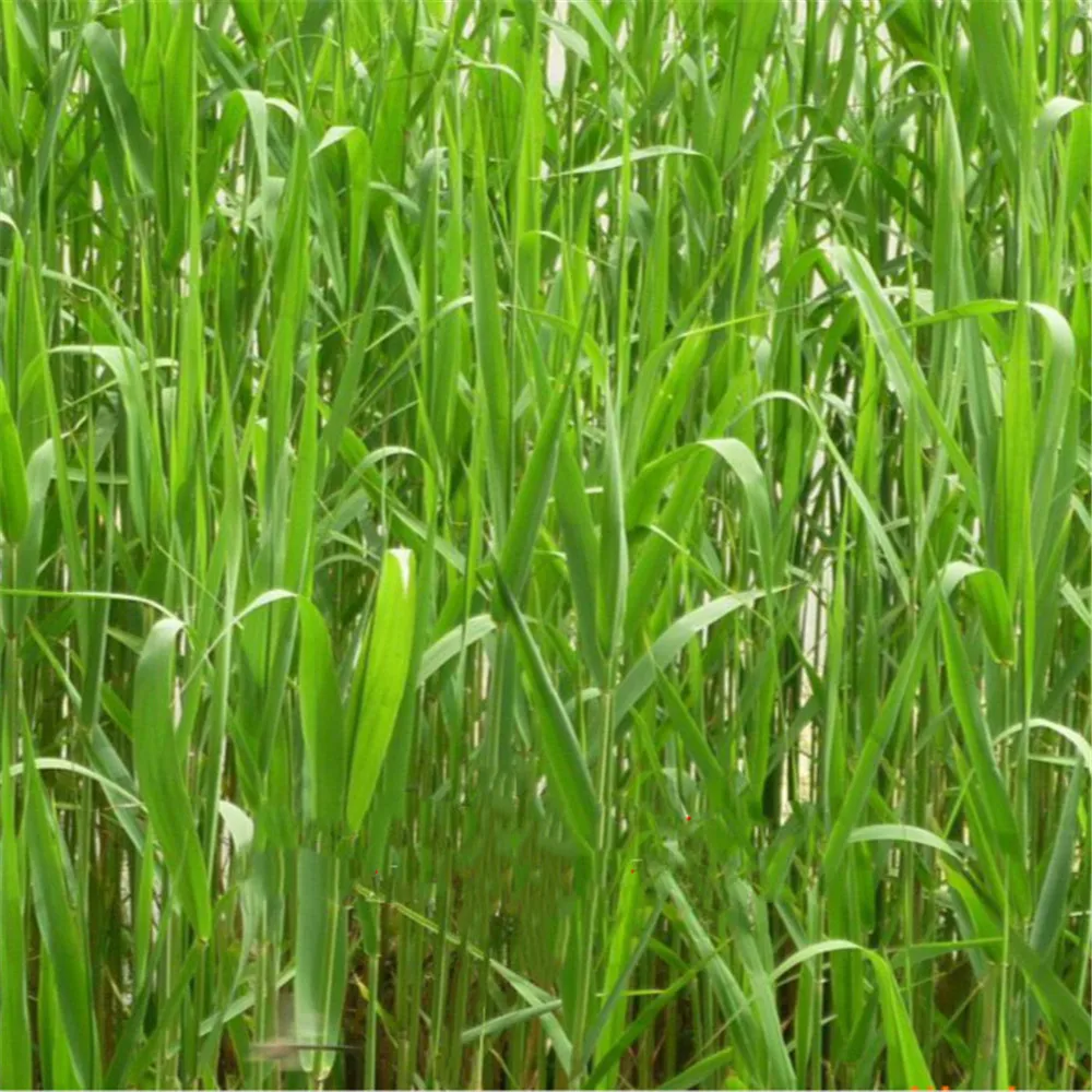 20 шт. засушенный натуральный пампасная трава Phragmites munis, свадебные цветы 50-55 см высотой для домашнего декора номинальные сушеные цветы