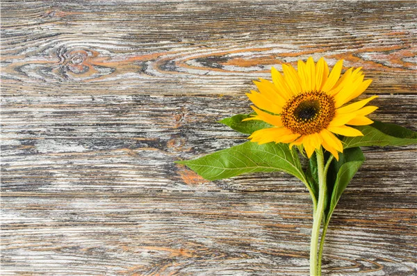 

SHENGYONGBAO Art Fabric Christmas Photography Backdrops Prop flower and Wood Planks theme Photo Studio Background Q191030-67589