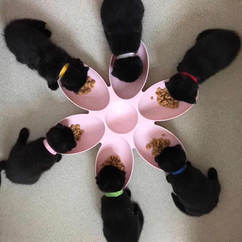 

New 6 In 1 Pet Bowls Petal Plastic Puppy Kitten Water Bottle Slow Eating Feeder Healthy Diet Dish Small Pet Accessories