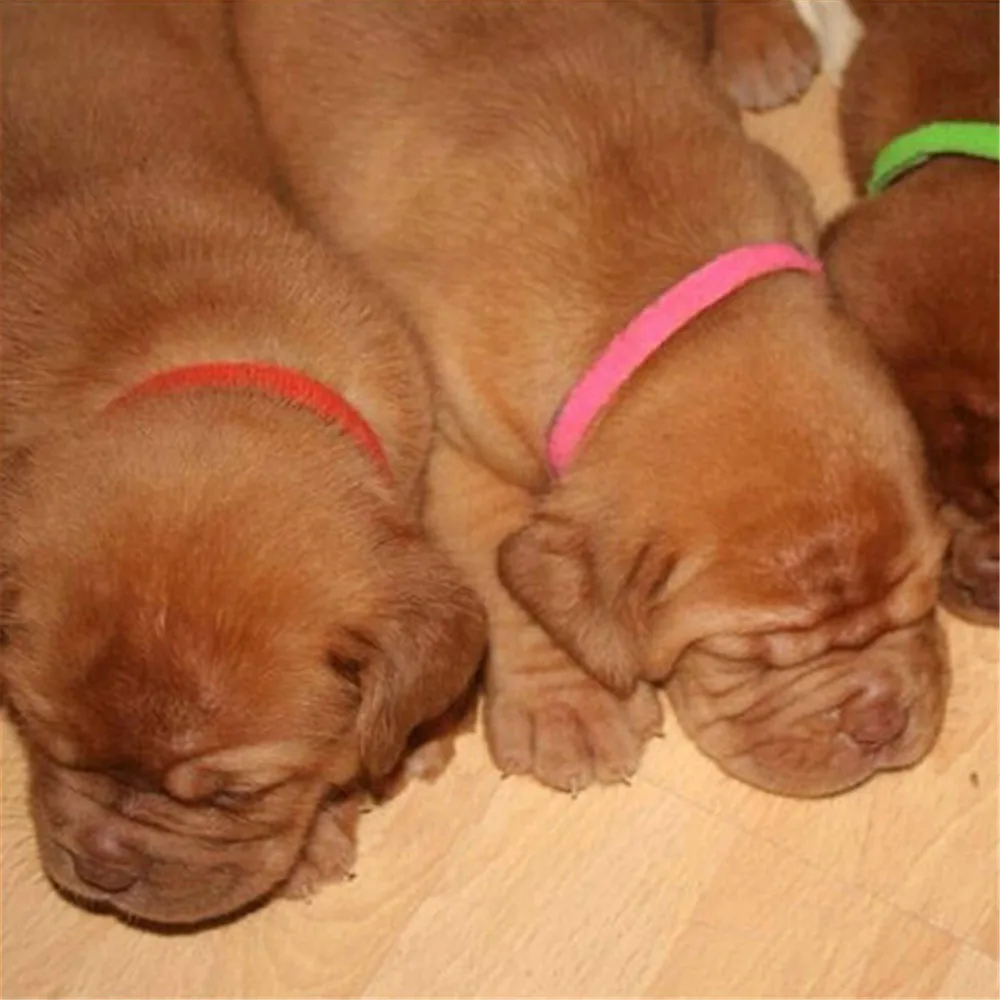 Ошейник для новорожденных щенков ремешок на липучке котят кроликов маленьких