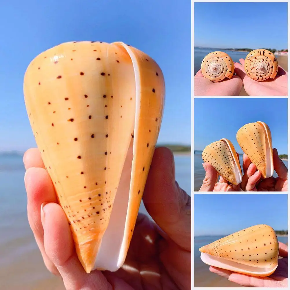 

Cono Snail Shell Yellow Taro Snail Specimen 8-10cm Shell Natural Fish Shell Sea Aquarium Conch Cockle Landscaping Tank Q9Q1