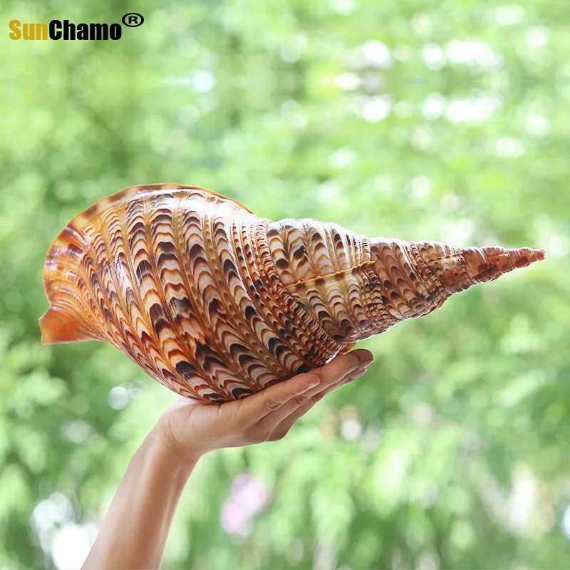 Натуральный раковина искусственные образцы в средиземноморском стиле морские