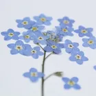100pcs0,5-1 см, прессованная мини Незабудка с цветами и лепестками, природа настоящие сухие цветы 