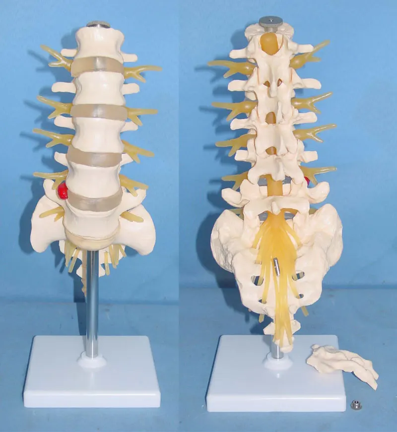 Heymodel 1:1 человеческая поясница модель с Coccyx медицинская обучающая пять секций