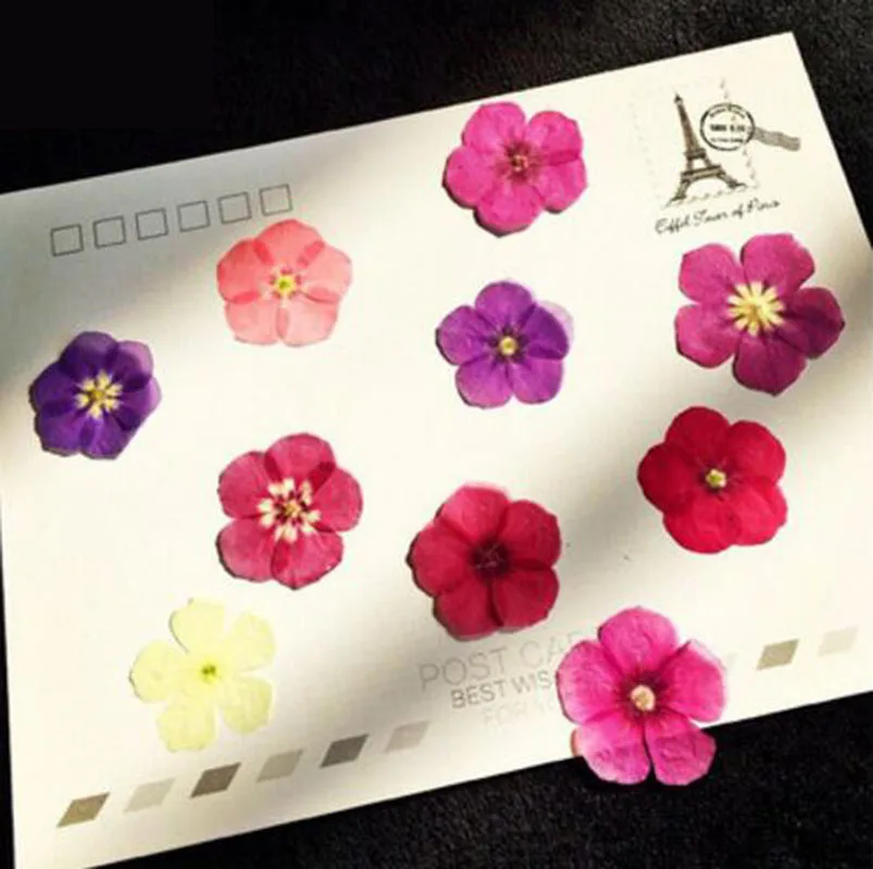 60 шт. прессованный высушенный смешанные Phlox Drummondii цветок гербарий из растений для