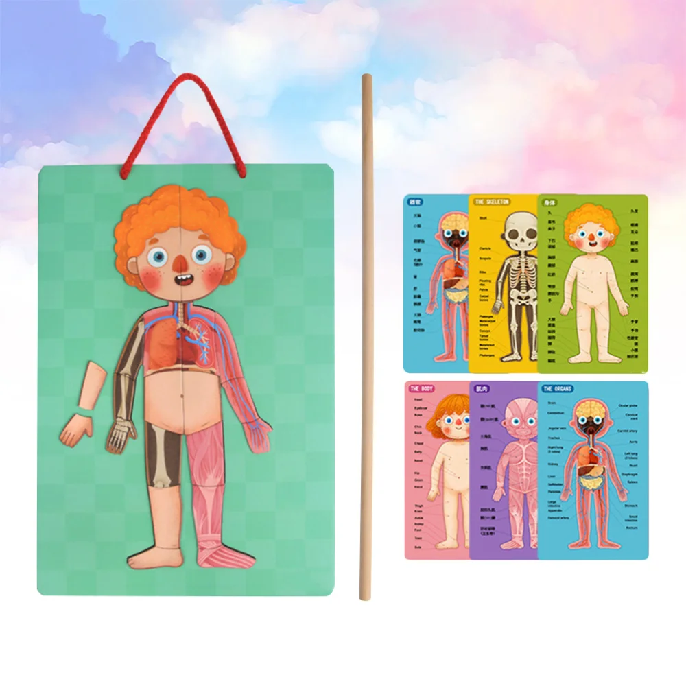 Магнитная модель человеческого тела игрушка-пазл магнитная подвесная доска