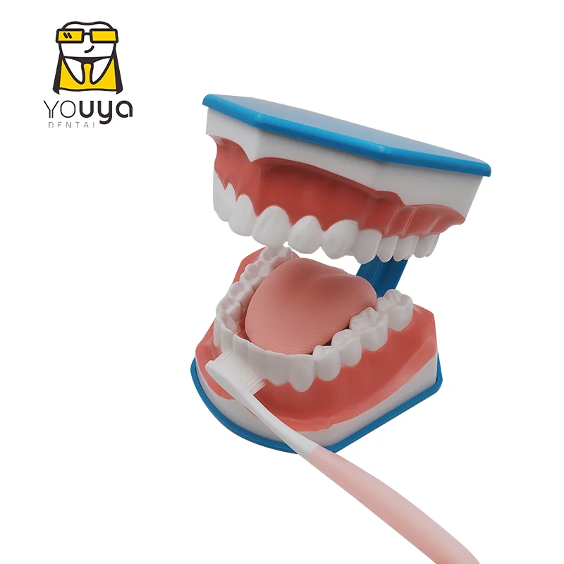 Стандартный обучающая модель для изучения на Структура полости рта и зубов