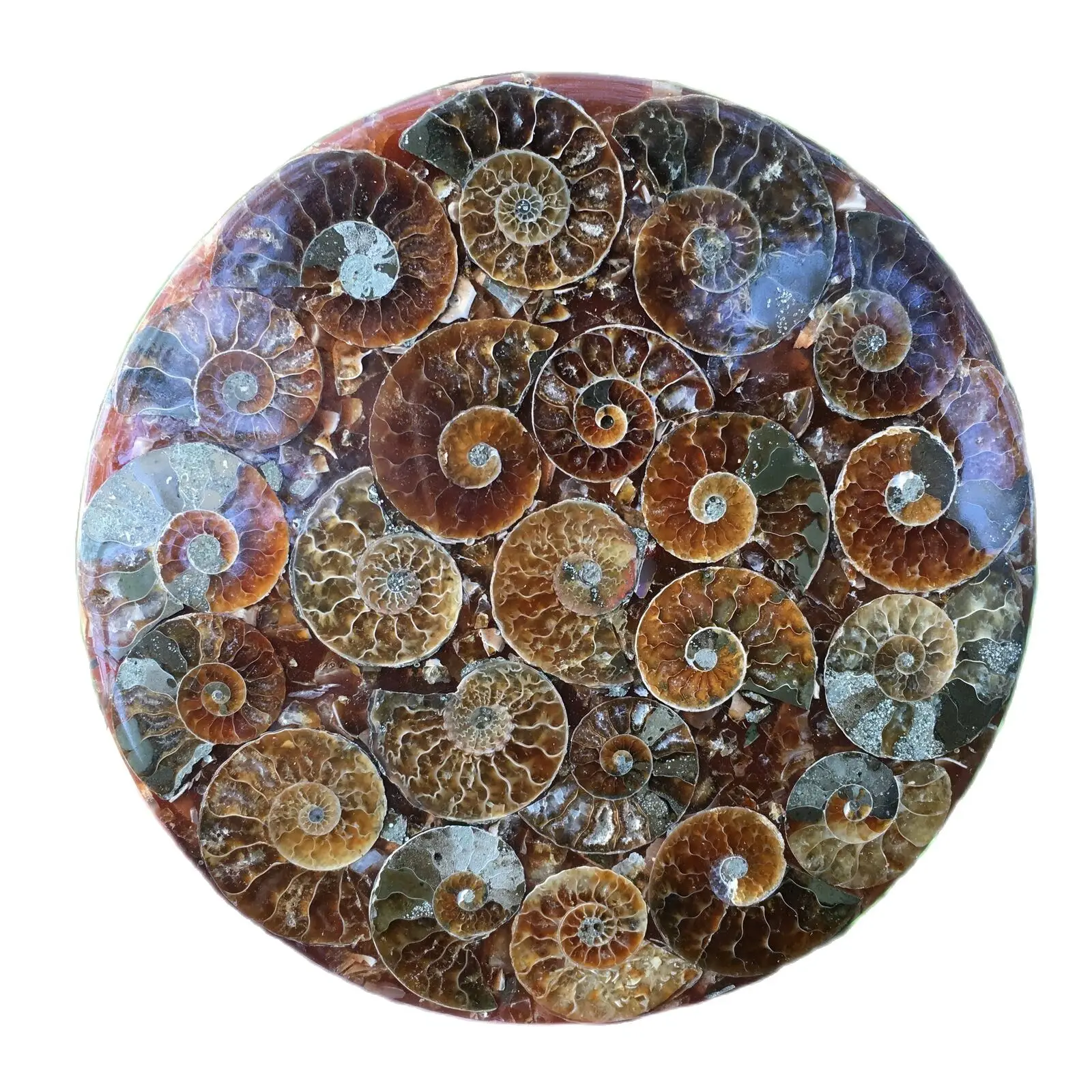 

TOP! 1PC Natural Ammonite Disc Fossil Conch Specimen Reiki Healing