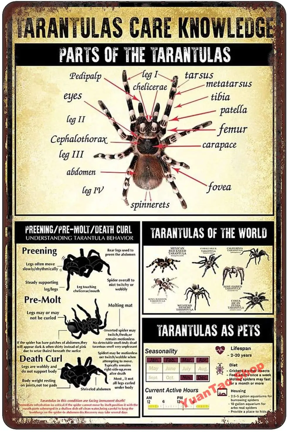 YuanTao Tarantula Care знания тарантулы как домашние животные МИРА Декор для дома