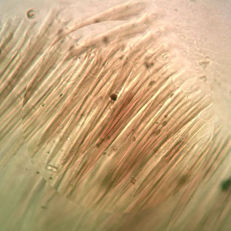 Лабораторные образцы насекомых 200 шт. в пластиковой коробке|microscope slides|science