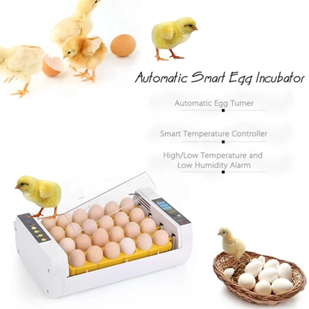 price incubator d egg | Канцтовары для офиса и дома