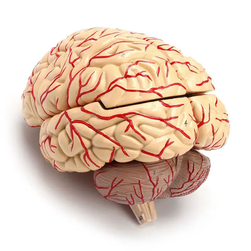 1: 1 Life Size Human Anatomical Brain Pro Dissection Organ Teaching Model | Канцтовары для офиса и дома