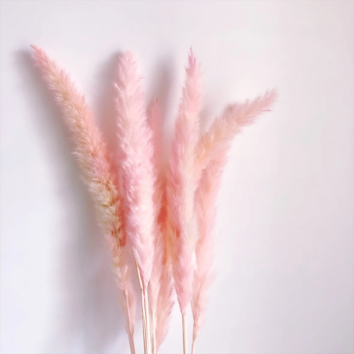Сушеные цветы Reed Pink Pampas трава цветочный магазин украшение реквизит для