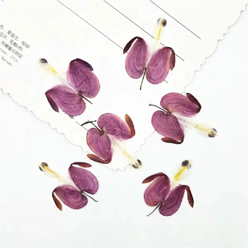 100 шт. прессованный высушенный Calceolaria Фиолетовый цветок лист гербарий из растений