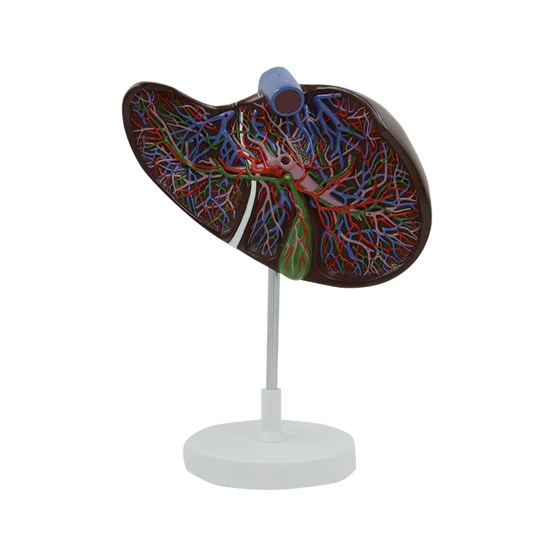 Enlarged Human Liver Model Anatomical Model Medical Anatomy Educational Equipment Teaching Resources Human Internal Organs liver pancreas and duodenum model liver anatomical model
