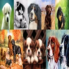 Алмазная живопись 5D сделай сам, мозаика из круглых страз, вышивка с милыми домашними животными, лояльными собаками, размер 20x30, картина с животным, вышивка крестиком