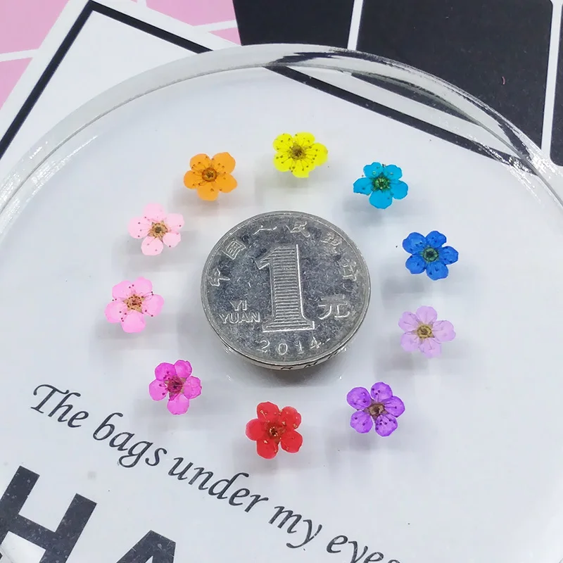 

Sorbaria Sorbifolia Real Dried Flower Dry Plants For Candle Nail Art Sticker Pendant Necklace Jewelry Making Craft DIY Accessori