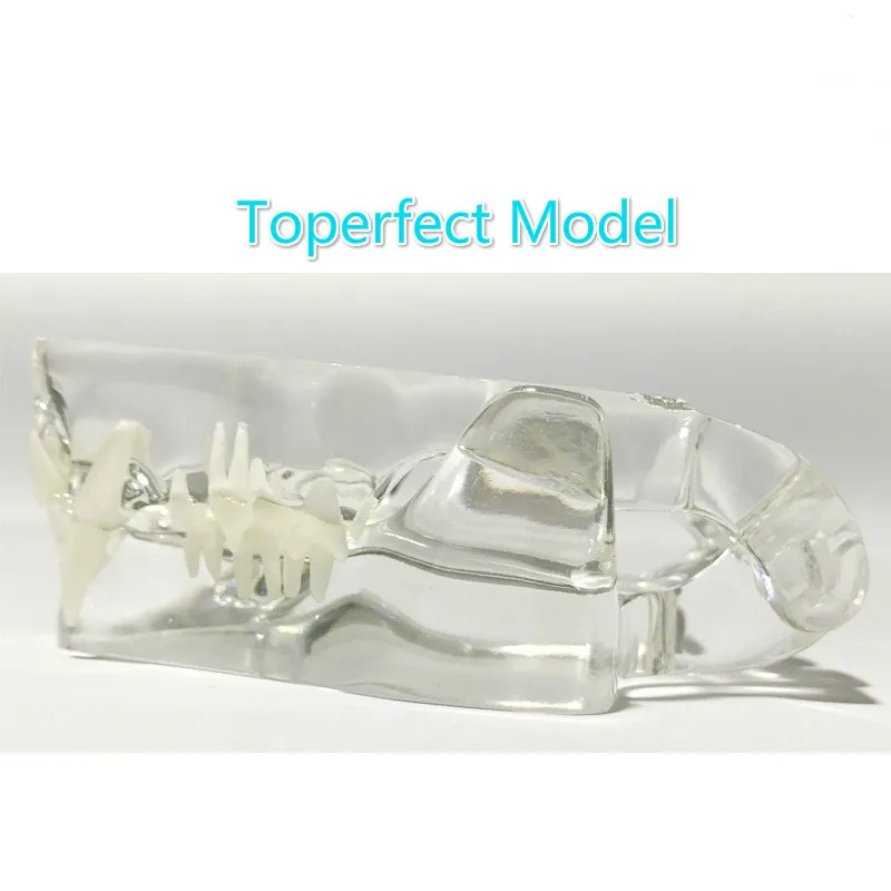 Анатомическая патология кошек модель челюсти медицинская Анатомия рот и зубы