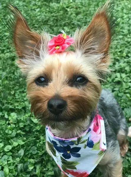 100 шт. домашних животных собака Уход за лошадьми Луки Стразы Жемчуг заколки для