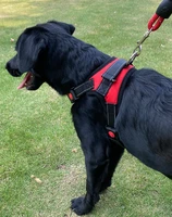 dog leash collar pet dog harness adjustable harness pet walking harness for small medium large dogs collar perro
