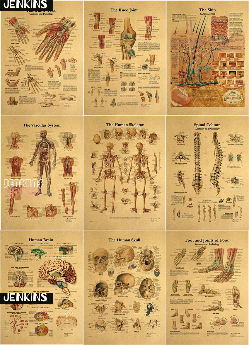 Бабочка человеческая Мышечная система холст живопись структура плакат